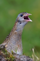 Chrapkáč poľný - Crex crex - Corncrake