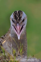 Chrapkáč poľný - Crex crex - Corncrake