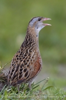 Chrapkáč poľný - Crex crex - Corncrake