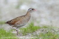 Chrapkáč poľný - Crex crex - Corncrake