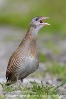 Chrapkáč poľný - Crex crex - Corncrake