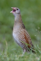 Chrapkáč poľný - Crex crex - Corncrake
