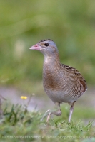 Chrapkáč poľný - Crex crex - Corncrake