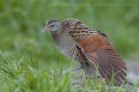Chrapkáč poľný - Crex crex - Corncrake