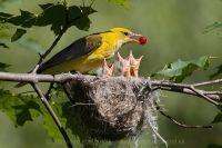 Vlha obyčajná - Oriolus oriolus - Golden Oriole