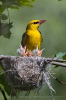 Vlha obyčajná - Oriolus oriolus - Golden Oriole