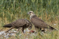 Sokol rároh - Falco cherrug - Saker Falcon