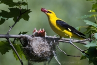 Vlha obyčajná - Oriolus oriolus - Golden Oriole
