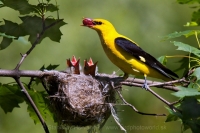 Vlha obyčajná - Oriolus oriolus - Golden Oriole