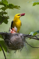 Vlha obyčajná - Oriolus oriolus - Golden Oriole