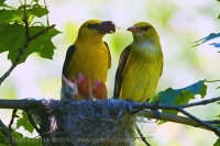 Vlha obyčajná - Oriolus oriolus - Golden Oriole