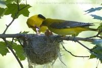 Vlha obyčajná - Oriolus oriolus - Golden Oriole