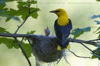 Vlha obyčajná - Oriolus oriolus - Golden Oriole