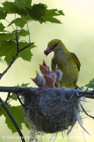 Vlha obyčajná - Oriolus oriolus - Golden Oriole