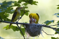 Vlha obyčajná - Oriolus oriolus - Golden Oriole