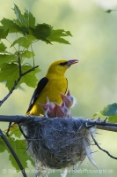 Vlha obyčajná - Oriolus oriolus - Golden Oriole
