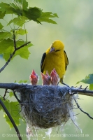 Vlha obyčajná - Oriolus oriolus - Golden Oriole