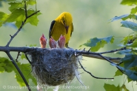 Vlha obyčajná - Oriolus oriolus - Golden Oriole
