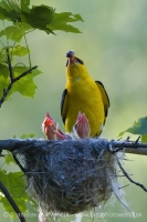 Vlha obyčajná - Oriolus oriolus - Golden Oriole