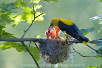 Vlha obyčajná - Oriolus oriolus - Golden Oriole