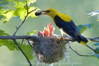 Vlha obyčajná - Oriolus oriolus - Golden Oriole