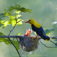 Vlha obyčajná - Oriolus oriolus - Golden Oriole