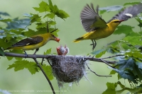Vlha obyčajná - Oriolus oriolus - Golden Oriole