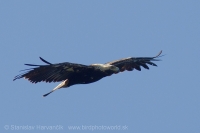 Orol kráľovský - Aquila heliaca -Imperial Eagle