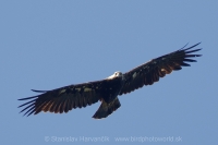 Orol kráľovský - Aquila heliaca -Imperial Eagle