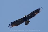 Orol kráľovský - Aquila heliaca -Imperial Eagle