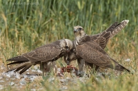 Sokol rároh - Falco cherrug - Saker Falcon