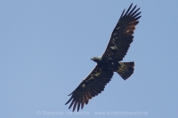 Orol kráľovský - Aquila heliaca - Imperial Eagle