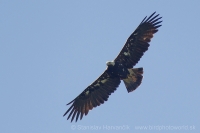 Orol kráľovský - Aquila heliaca -Imperial Eagle