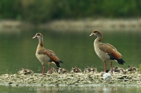 Húska štíhla - Alopochen aegyptiacus - Egyptian Goose