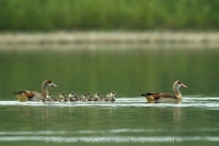 Húska štíhla - Alopochen aegyptiacus - Egyptian Goose