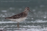 Brehárik ploskozobý - Limicola falcinellus - Broad-billed Sandpiper