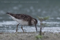 Brehárik ploskozobý - Limicola falcinellus - Broad-billed Sandpiper