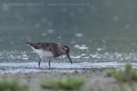 Brehárik ploskozobý - Limicola falcinellus - Broad-billed Sandpiper