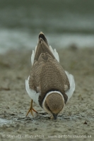 Kulík riečny - Charadrius dubius - Little Ringed Plover