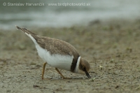 Kulík riečny - Charadrius dubius - Little Ringed Plover