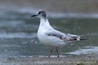 Čajka malá - Hydrocoloeus minutus - Little Gull