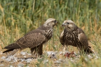Sokol rároh - Falco cherrug - Saker Falcon
