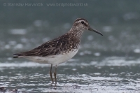 Brehárik ploskozobý - Limicola falcinellus - Broad-billed Sandpiper