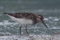 Brehárik ploskozobý - Limicola falcinellus - Broad-billed Sandpiper