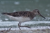 Brehárik ploskozobý - Limicola falcinellus - Broad-billed Sandpiper