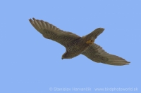 Sokol poľovnícky - Falco rusticolus - Gyrfalcon