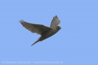 Sokol poľovnícky - Falco rusticolus - Gyrfalcon