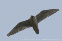 Sokol poľovnícky - Falco rusticolus - Gyrfalcon