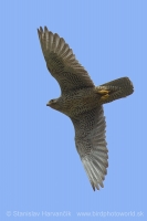 Sokol poľovnícky - Falco rusticolus - Gyrfalcon
