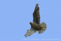 Sokol poľovnícky - Falco rusticolus - Gyrfalcon